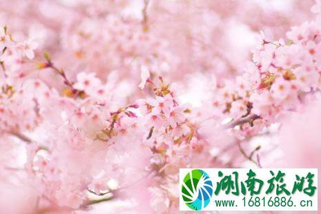 大连赏樱活动有哪些 2022旅顺二〇三樱花园赏樱路线推荐 