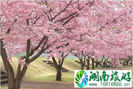 2022凤凰沟第十二届南昌樱花节3月16日开启