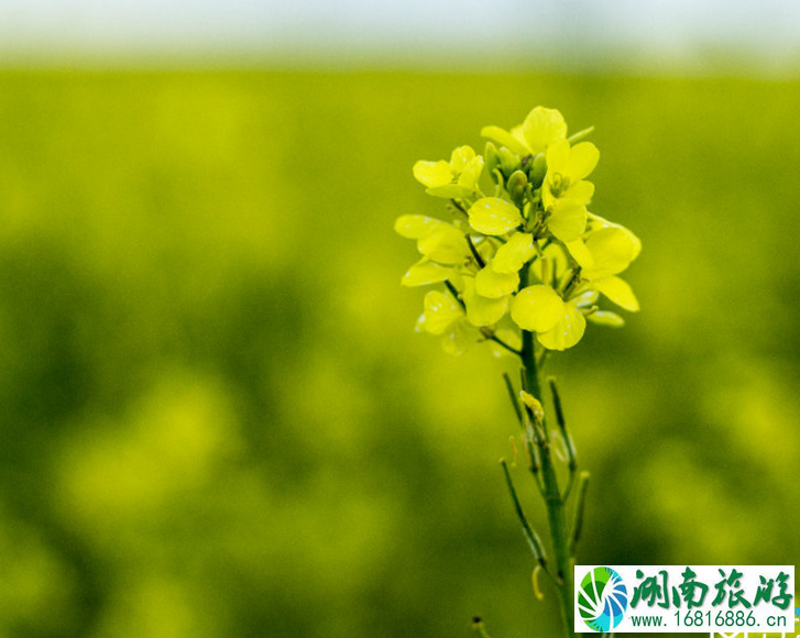 2022嘉阳油菜花花期+地址+小火车时间表 2022嘉阳油菜花花期+地址+小火车时间表