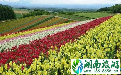 2022房山天开花海旅游嘉年华怎么去+时间+地址 2022房山天开花海旅游嘉年华怎么去+时间+地址