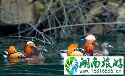 南江大峡谷各景点门票是多少 南江大峡谷各景点门票是多少