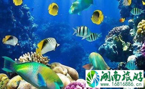 2022太平洋海底世界门票(价格+优惠政策+注意事项) 2022太平洋海底世界门票(价格+优惠政策+注意事项)