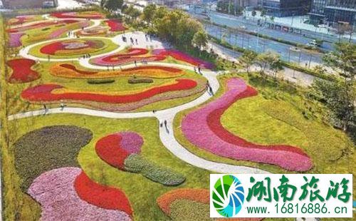 坪山牛角龙花田在哪里 坪山牛角龙花田怎么去 坪山牛角龙花田在哪里 坪山牛角龙花田怎么去