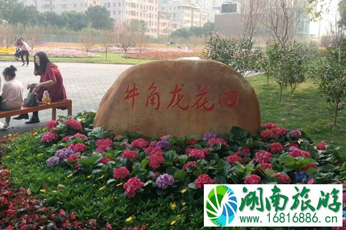 坪山牛角龙花田在哪里 坪山牛角龙花田怎么去 坪山牛角龙花田在哪里 坪山牛角龙花田怎么去