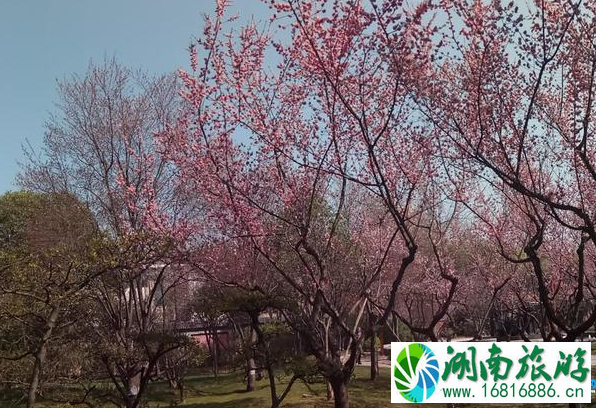 春晓园在哪里 春晓园游玩攻略 春晓园在哪里 春晓园游玩攻略