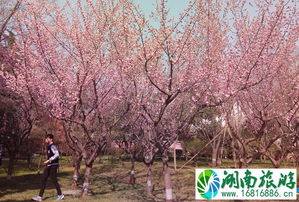 春晓园在哪里 春晓园游玩攻略 春晓园在哪里 春晓园游玩攻略
