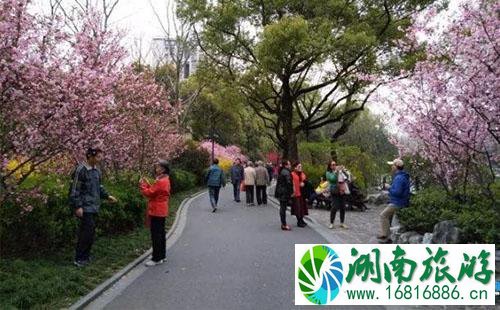 2022鲁迅公园樱花展时间+地点 2022鲁迅公园樱花展时间+地点