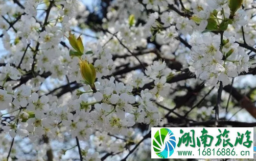 2022大邑雾山李花节门票价格+时间+地点 2022大邑雾山李花节门票价格+时间+地点