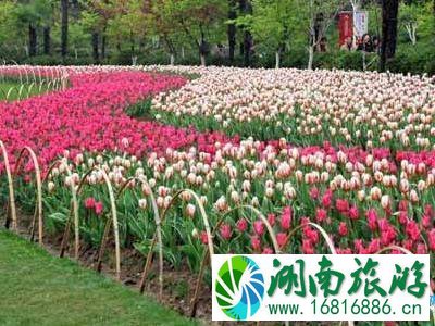 2022大宁灵石公园郁金香展时间+门票价格+交通攻略 2022大宁灵石公园郁金香展时间+门票价格+交通攻略