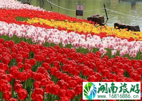 2022大宁灵石公园郁金香展时间+门票价格+交通攻略 2022大宁灵石公园郁金香展时间+门票价格+交通攻略