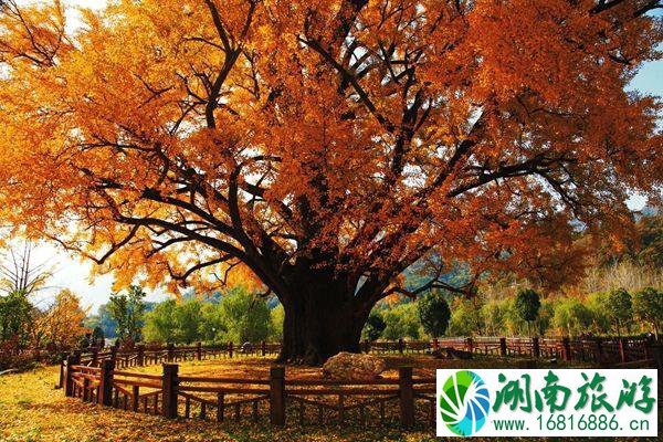 大洪山风景名胜区地图 大洪山风景区导览图 大洪山风景名胜区地图 大洪山风景区导览图
