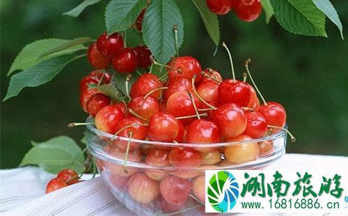 西昌樟木樱桃节摘樱桃多少钱2022 西昌樟木樱桃节摘樱桃多少钱2022