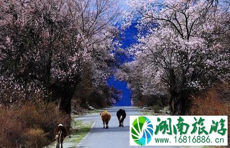 六月份去哪里旅游最合适 六月份去哪里旅游最合适
