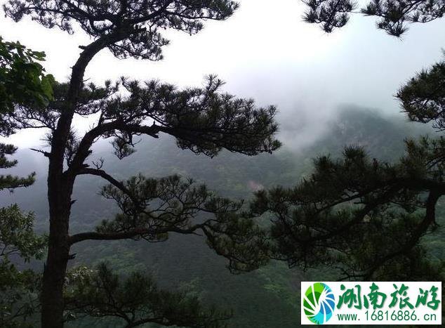 黄柏山门票多少钱+优惠政策 黄柏山国家森林公园门票2022 黄柏山门票多少钱+优惠政策 黄柏山国家森林公园门票2022