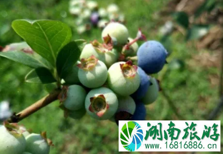 2022金堂土桥蓝莓旅游节有什么活动 2022金堂土桥蓝莓旅游节有什么活动