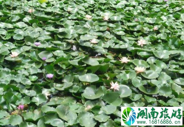甘坑客家小镇游玩攻略 甘坑客家小镇游玩攻略