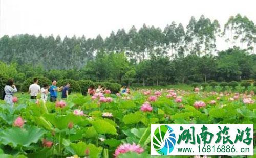 2022六一儿童节新津花舞人间门票价格+优惠信息 2022六一儿童节新津花舞人间门票价格+优惠信息