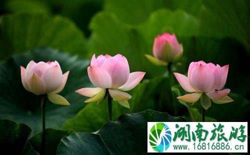 2022微山湖荷花节门票+交通+时间 2022微山湖荷花节门票+交通+时间