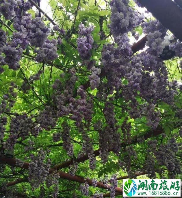 嘉定半日游最佳景点和攻略 嘉定半日游最佳景点和攻略