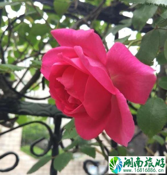 嘉定半日游最佳景点和攻略 嘉定半日游最佳景点和攻略