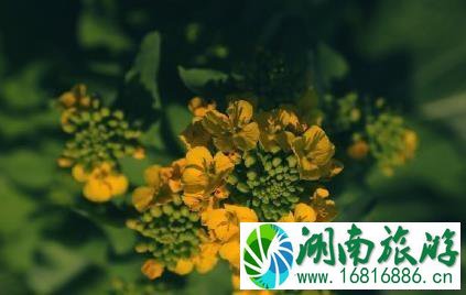 开阳十里画廊旅游攻略 开阳十里画廊旅游攻略