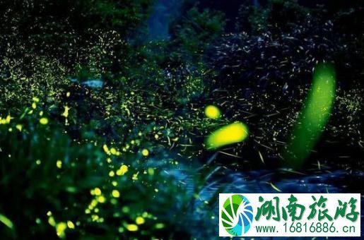 2022年木兰天池萤火虫之夜举办时间 2022年木兰天池萤火虫之夜举办时间