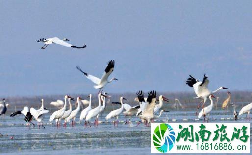 2022鄱阳湖湿地公园门票价格+优惠政策 2022鄱阳湖湿地公园门票价格+优惠政策