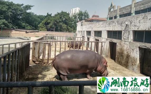 保定动物园地址 保定动物园怎么走坐什么车去 保定动物园地址 保定动物园怎么走坐什么车去