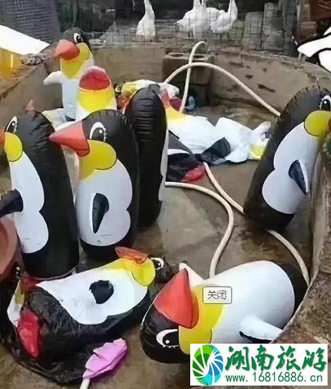 保定动物园门票多少钱+优惠政策 保定动物园门票多少钱+优惠政策