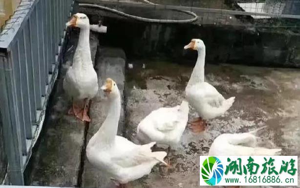 保定动物园门票多少钱+优惠政策 保定动物园门票多少钱+优惠政策