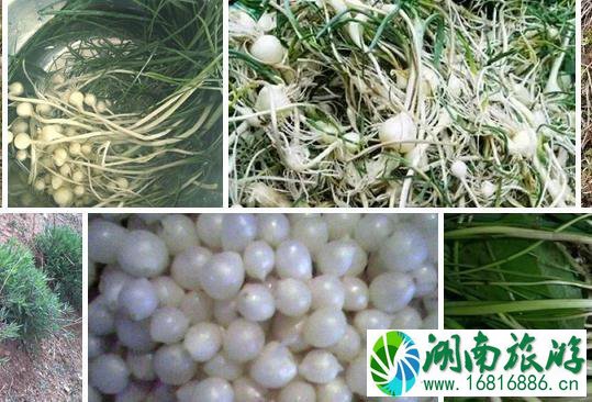 文山特色美食攻略 文山特色美食攻略
