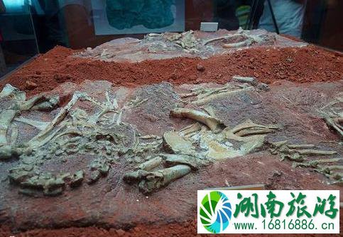 河源恐龙之乡 河源恐龙化石 河源恐龙之乡 河源恐龙化石