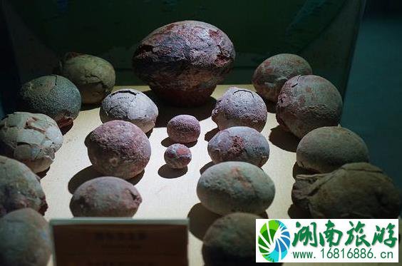 河源恐龙之乡 河源恐龙化石 河源恐龙之乡 河源恐龙化石