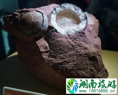 河源恐龙之乡 河源恐龙化石 河源恐龙之乡 河源恐龙化石