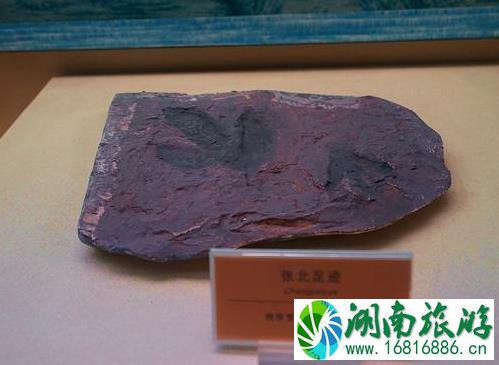 河源恐龙之乡 河源恐龙化石 河源恐龙之乡 河源恐龙化石