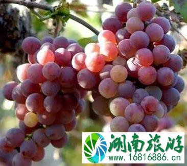 韶关采摘园 葡萄+桃子+李子 韶关采摘园 葡萄+桃子+李子