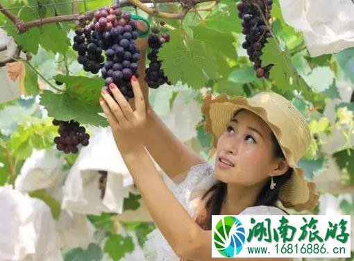 韶关采摘园 葡萄+桃子+李子 韶关采摘园 葡萄+桃子+李子