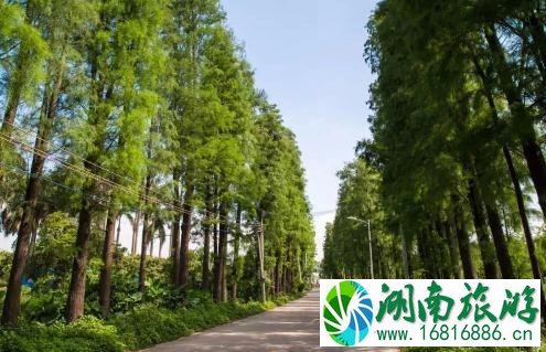 中山大南农业生态岛游玩攻略2022 中山大南农业生态岛游玩攻略2022