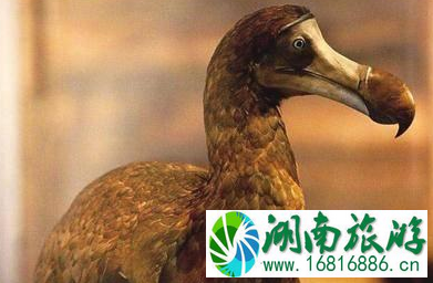 毛里求斯有没有支付宝 毛里求斯有什么好玩的