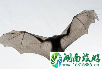 毛里求斯有没有支付宝 毛里求斯有什么好玩的