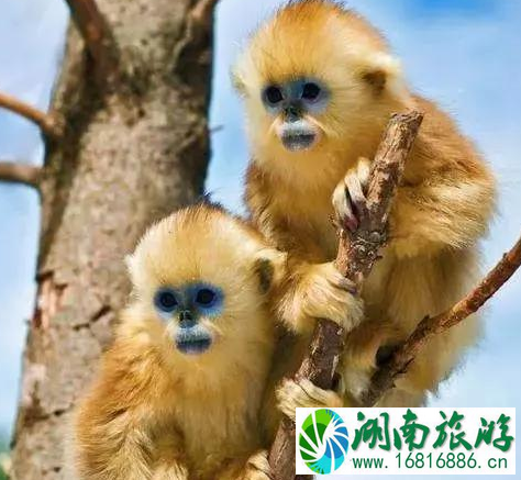 神龙架必去的景点推荐