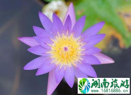 真如寺怎么走 真如寺怎么走