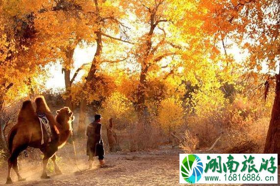 金塔胡杨林游览时间 金塔沙漠胡杨林景区门票多少钱 金塔胡杨林游览时间 金塔沙漠胡杨林景区门票多少钱