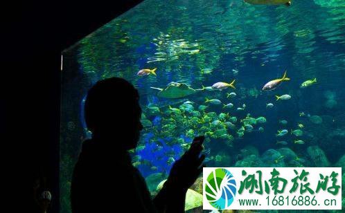东湖海洋世界和武昌极地海洋世界哪个更值得去 东湖海洋世界和武昌极地海洋世界哪个更值得去