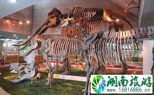 2022中国古动物博物馆门票价格+优惠信息 2022中国古动物博物馆门票价格+优惠信息