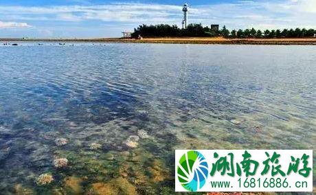 中国菠萝之乡在哪里 徐闻好玩吗 中国菠萝之乡在哪里 徐闻好玩吗