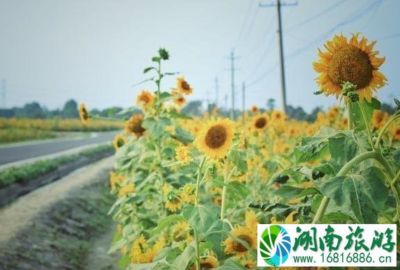 2022向日葵花开的地方都有哪些 2022向日葵花开的地方都有哪些