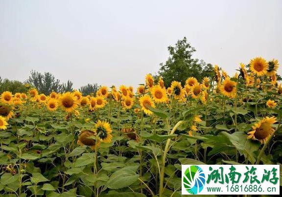 2022向日葵花开的地方都有哪些 2022向日葵花开的地方都有哪些