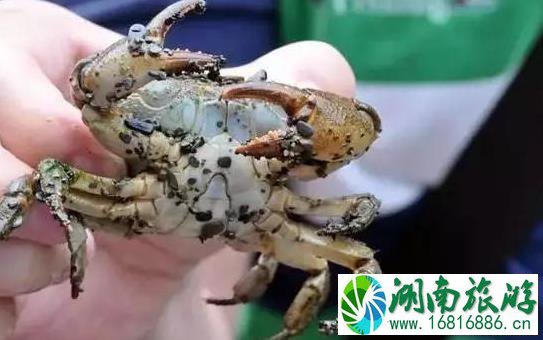 烛台峰露营信息大全 烛台峰露营信息大全