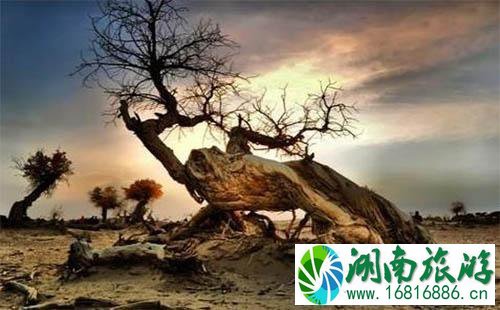 2022国庆额济纳胡杨林观赏线路 2022国庆额济纳胡杨林观赏线路